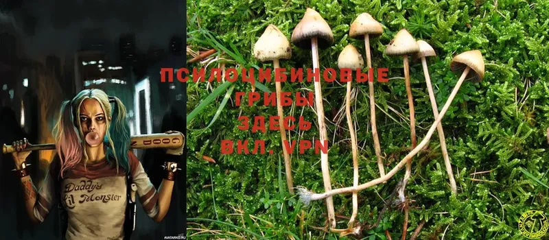 Псилоцибиновые грибы Psilocybine cubensis  Киреевск 